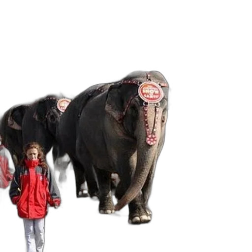animal, creature, concept art, 3d render, parade, elephants, people, red transparent PNG cut-out