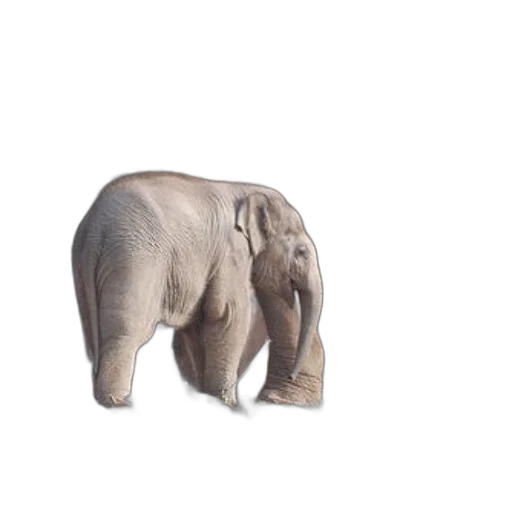 animal, creature, weapon, hat, 3d render, photorealistic, concept art, oil painting transparent PNG cut-out