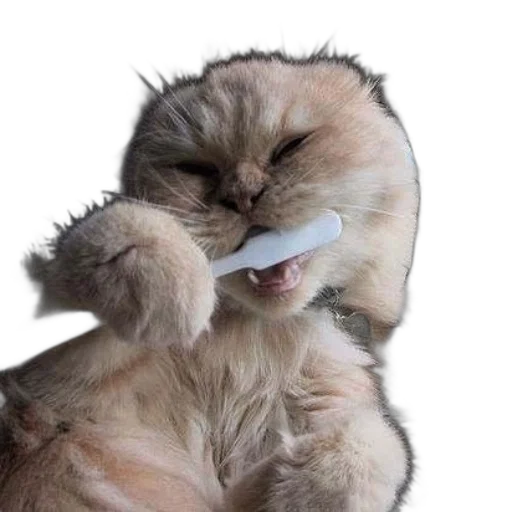 staff, weapon, animal, creature, photorealistic, fluffy, cat, playfully transparent PNG cut-out