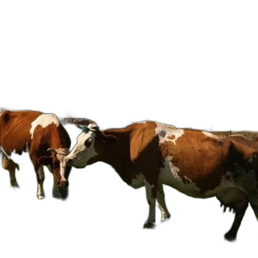 animal, food, jewelry, weapon, 3d render, photorealistic, concept art, two transparent PNG cut-out