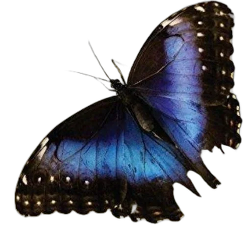animal, creature, jewelry, crown, photorealistic, 3d render, concept art, oil painting transparent PNG cut-out