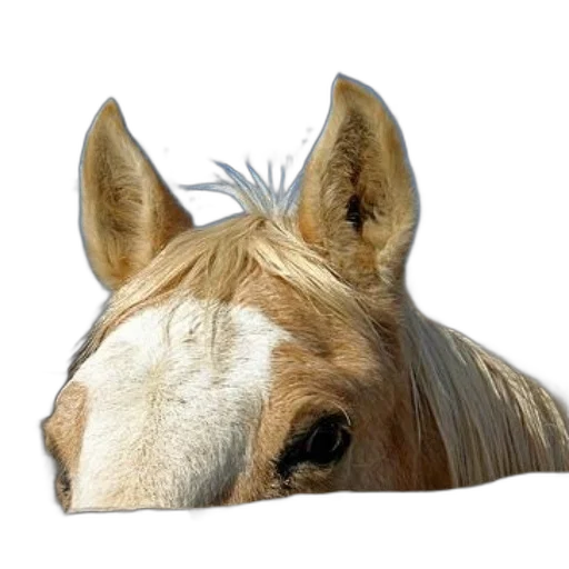 animal, hair, hat, crown, photorealistic, 3d render, concept art, horse transparent PNG cut-out