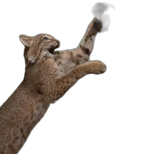 staff, animal, weapon, creature, photorealistic, 3d render, concept art, fire transparent PNG cut-out