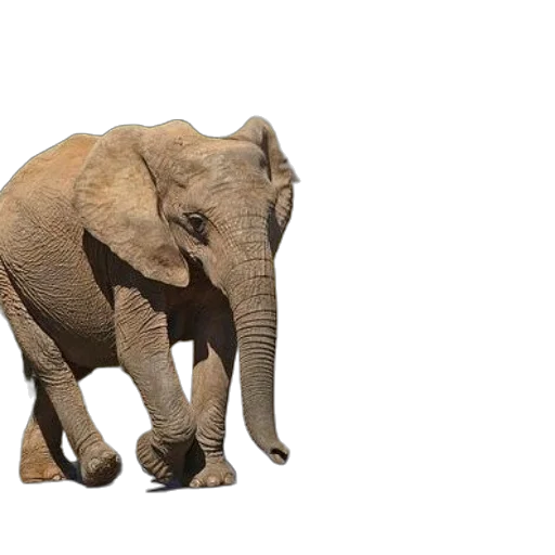 animal, creature, weapon, face, 3d render, photorealistic, concept art, earth tones transparent PNG cut-out