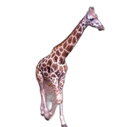 animal, creature, staff, shoes, 3d render, concept art, photorealistic, watercolor transparent PNG cut-out
