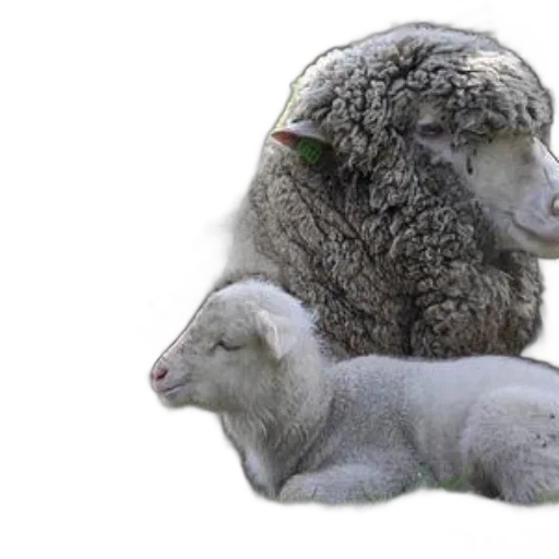 animal, photorealistic, 3d render, fluffy transparent PNG cut-out