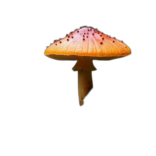 umbrella, hat, crown, food, 3d render, photorealistic, concept art, pixel art transparent PNG cut-out