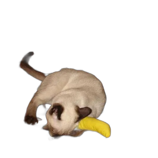 animal, staff, weapon, food transparent PNG cut-out