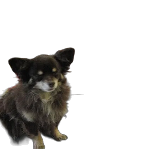 animal, creature, staff, 3d render, photorealistic, small, dog, sits transparent PNG cut-out