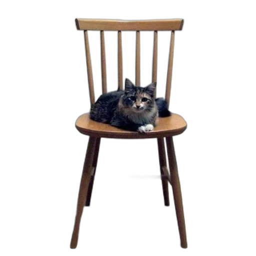 furniture, animal, staff, creature transparent PNG cut-out