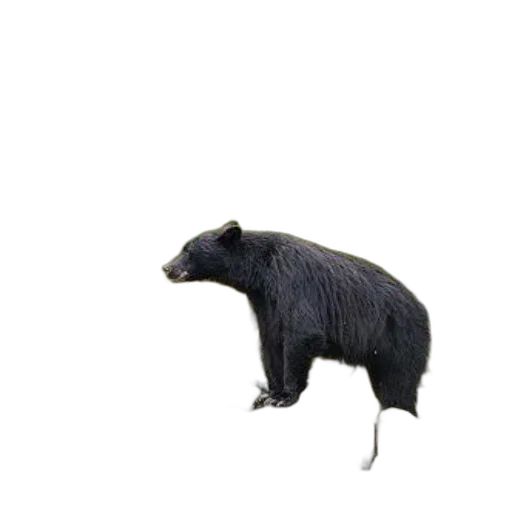 animal, creature, hair, staff, 3d render, concept art, photorealistic, oil painting transparent PNG cut-out