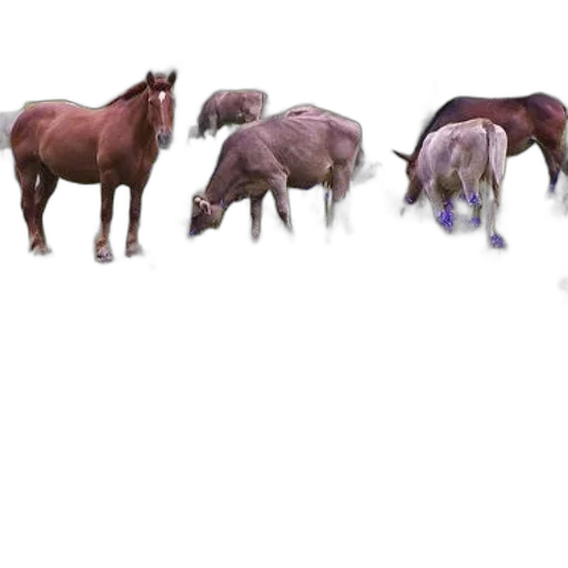animal, creature, dragon, hair, concept art, photorealistic, 3d render, fantasy art transparent PNG cut-out