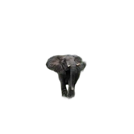 jewelry, umbrella, furniture, hat, 3d render, majestic, elephant, stands transparent PNG cut-out
