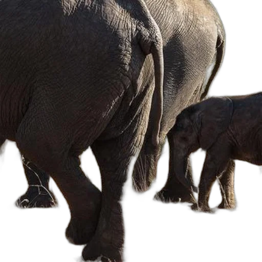 animal, photorealistic, mother, elephant, her, calf, walking, through transparent PNG cut-out