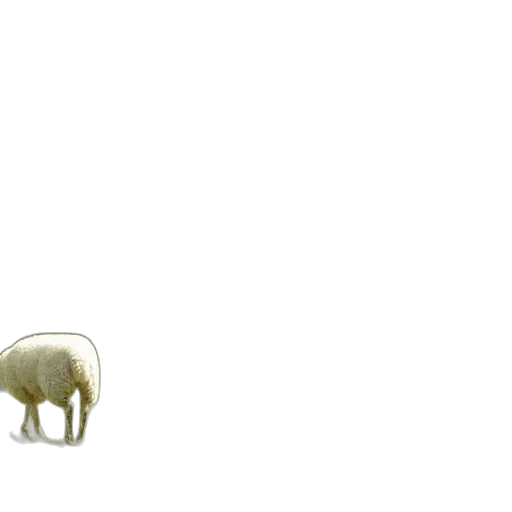 animal, creature, furniture, hat transparent PNG cut-out