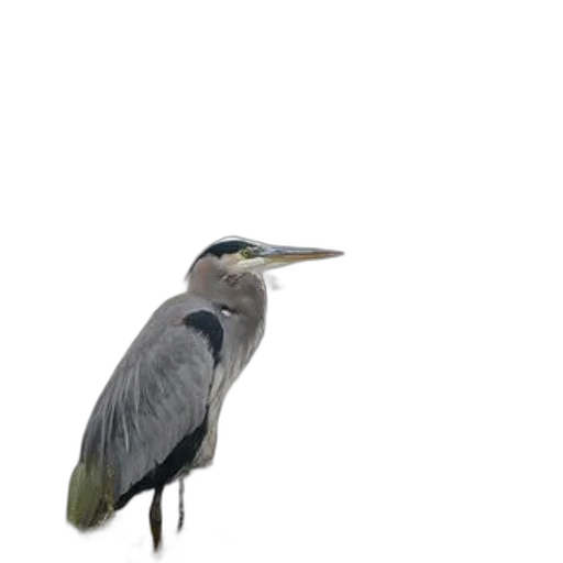 animal, creature, dragon, staff, photorealistic, 3d render, concept art, oil painting transparent PNG cut-out