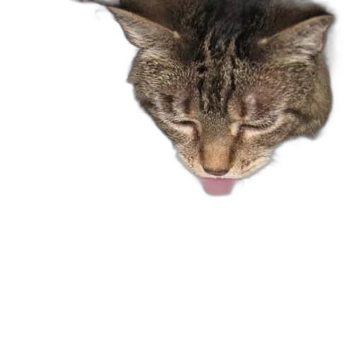 animal, creature, face, hat, photorealistic, 3d render, concept art, cat transparent PNG cut-out