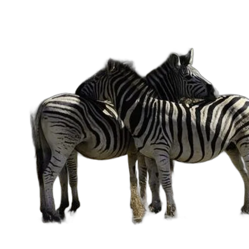 animal, furniture, creature, 3d render, photorealistic, concept art, fantasy art, monochrome transparent PNG cut-out