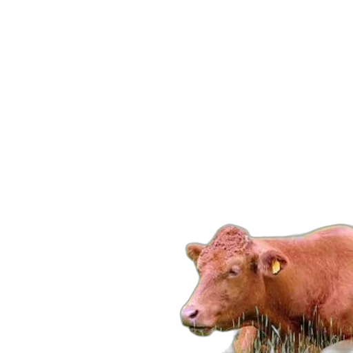 animal, creature, hair, food, photorealistic, 3d render, concept art, oil painting transparent PNG cut-out