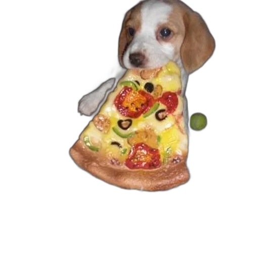 food, animal, photorealistic, 3d render, cute, puppy, holds, slice transparent PNG cut-out