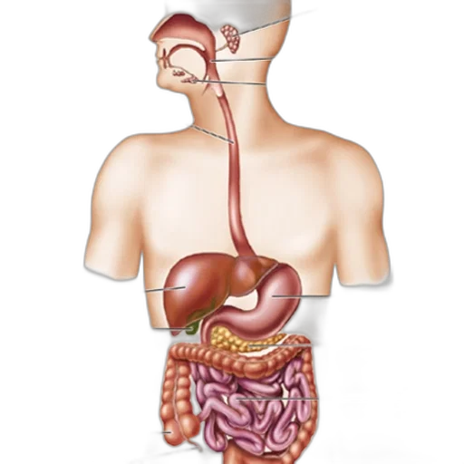 food, jewelry, anatomical, illustration, human, digestive, system, showing transparent PNG cut-out