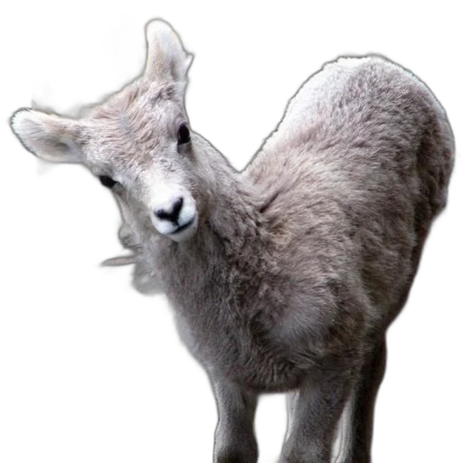 animal, creature, staff, hair, photorealistic, 3d render, concept art, fantasy art transparent PNG cut-out