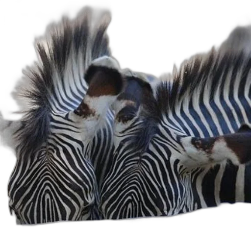 animal, shoes, furniture, creature, 3d render, photorealistic, concept art, monochrome transparent PNG cut-out