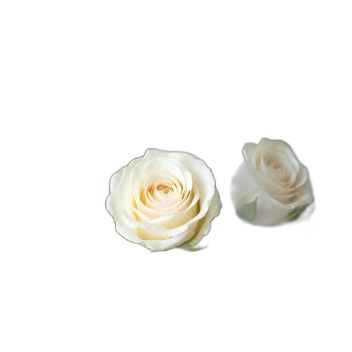 flower, jewelry, crown, food, 3d render, photorealistic, monochrome, pastel transparent PNG cut-out