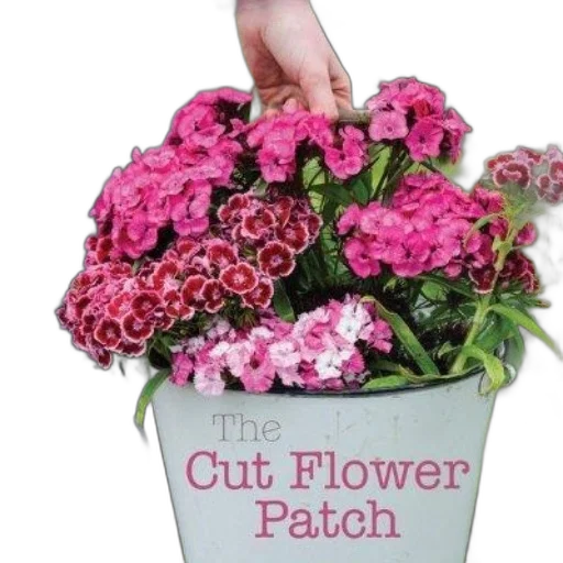 cut, flower, patch, book, cover, featuring, vibrant, pink transparent PNG cut-out