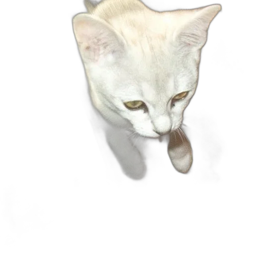 animal, staff, creature, face transparent PNG cut-out