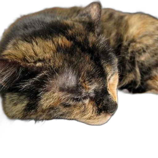 animal, staff, creature, face, photorealistic, 3d render, tortoiseshell, cat transparent PNG cut-out