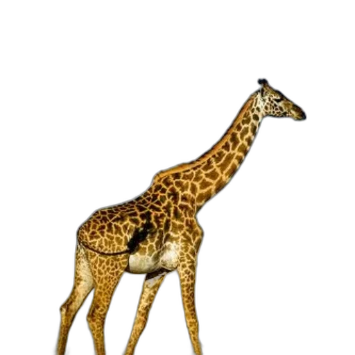 animal, creature, staff, jewelry, 3d render, concept art, photorealistic, pixel art transparent PNG cut-out
