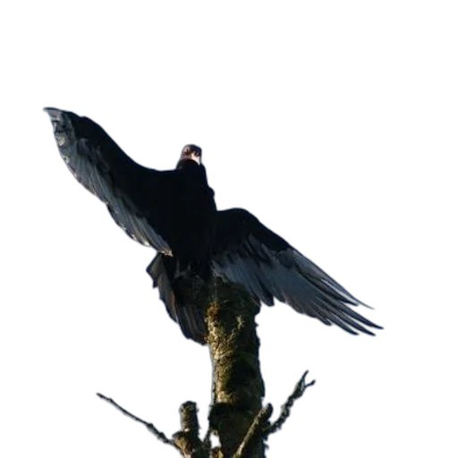 animal, staff, crown, creature transparent PNG cut-out