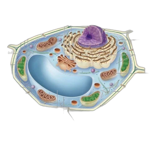 food, jewelry, underwater, detailed, diagram, plant, cell, highlighting transparent PNG cut-out