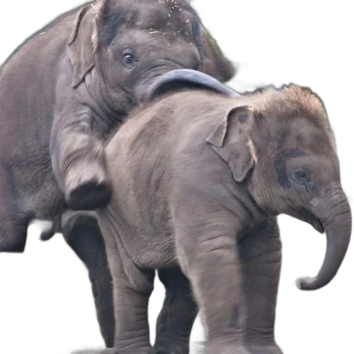animal, photorealistic, concept art, two transparent PNG cut-out