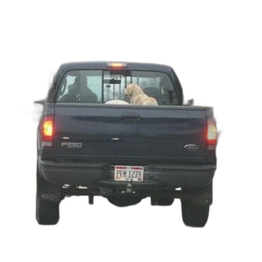 car, animal, creature, hat, dog, sitting, back, ford transparent PNG cut-out