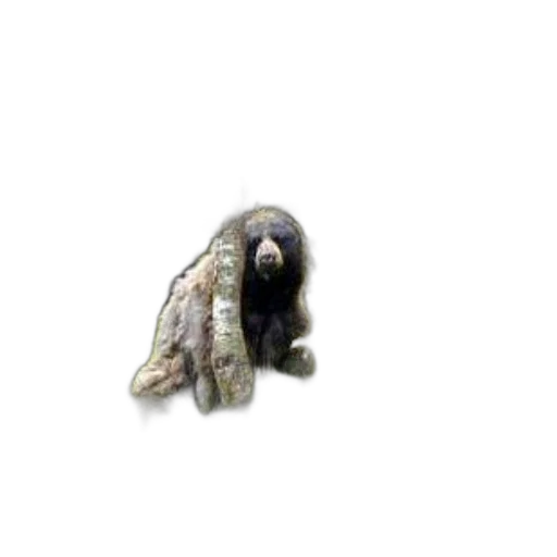 animal, creature, hair, staff transparent PNG cut-out