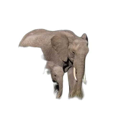 animal, creature, staff, weapon, photorealistic, 3d render, concept art, mother transparent PNG cut-out