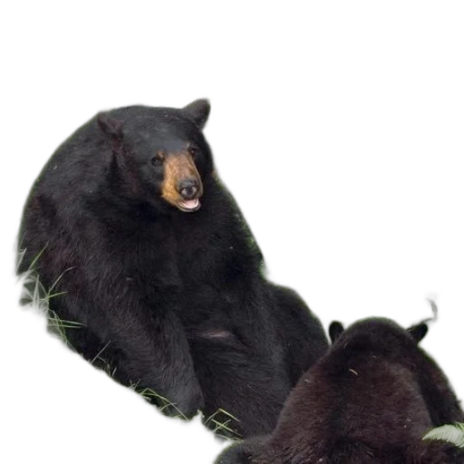 animal, creature, staff, food, concept art, photorealistic, 3d render, forest transparent PNG cut-out