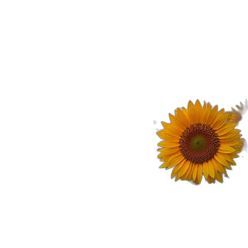 flower, crown, umbrella, animal, 3d render, photorealistic, pixel art, concept art transparent PNG cut-out