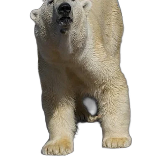 animal, creature, staff, face, 3d render, photorealistic, concept art, fantasy art transparent PNG cut-out