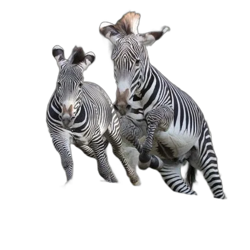 animal, creature, jewelry, photorealistic, 3d render, concept art, two, zebras transparent PNG cut-out