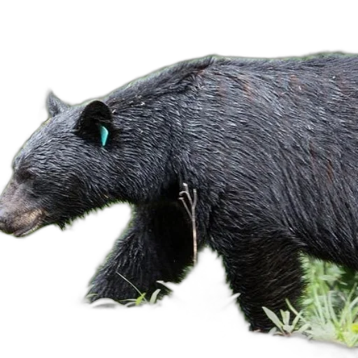animal, creature, staff, mask, photorealistic, 3d render, concept art, black transparent PNG cut-out