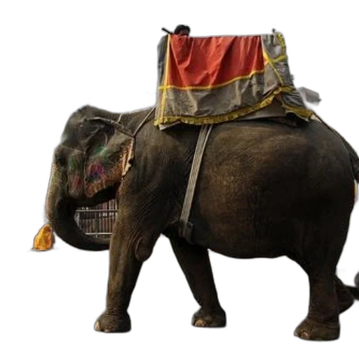 animal, staff, hat, concept art, photorealistic, elephant, red, yellow transparent PNG cut-out