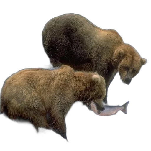 animal, creature, concept art, 3d render, photorealistic, two, brown, bears transparent PNG cut-out