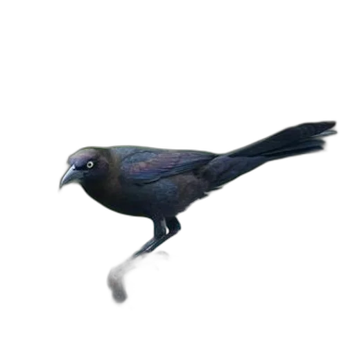 animal, creature, staff, dragon, 3d render, photorealistic, concept art, oil painting transparent PNG cut-out