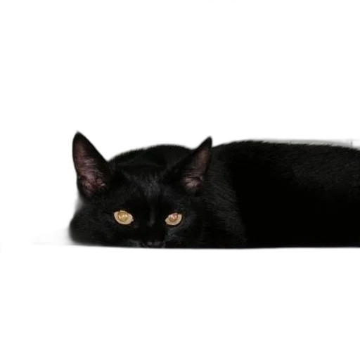 animal, creature, staff, face, photorealistic, 3d render, concept art, dark transparent PNG cut-out