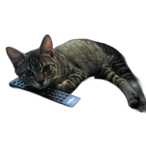animal, staff, creature, photorealistic, cat, lounges, couch, remote transparent PNG cut-out