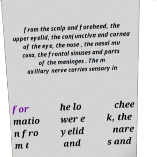 furniture, shoes, forest, outer space, underwater, image, text-based, diagram transparent PNG cut-out