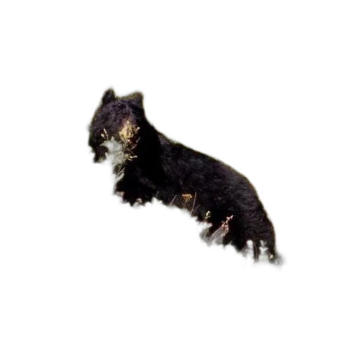 animal, creature, dragon, hair, photorealistic, 3d render, black, bear transparent PNG cut-out